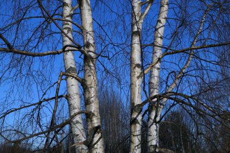 桦木, 树, 芬兰语, 自然, 分公司, 森林, 户外