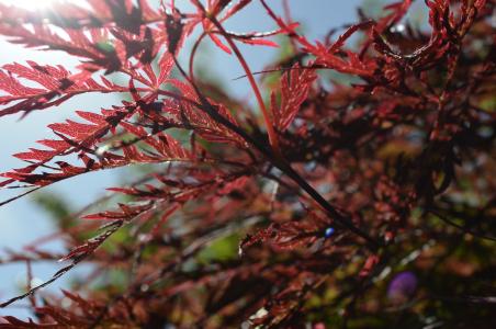日语, 花边-叶子, 枫 trree, 树, 自然, 红色, 植物