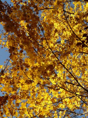 山枫, 宏碁 pseudoplatanus, 枫树, 宏碁, 落叶树, 金色的秋天, 金秋十月