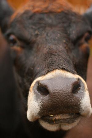 母牛, 脸上, 农场, 鼻子, 关闭, 宏观, 动物