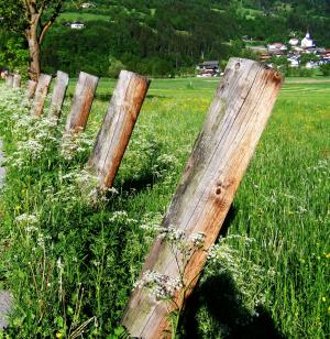 波兰, 绿色的草地上, 白色野花