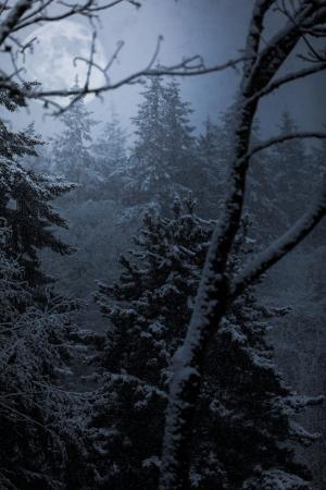 树木, 植物, 森林, 雾, 感冒, 天气, 雪