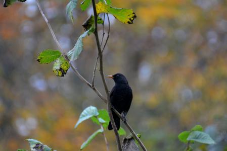 黑鹂, 鸟, 自然, 黑色, 动物, 野生动物摄影