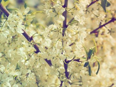 樱花, 自然, 樱桃, 开花的分支, 白色的花, 开花的树, primtemps