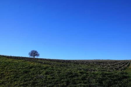 树, 草甸, 自然, 天空, 蓝色, stockach, 德国