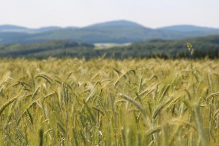 小麦, 麦田, 小麦穗, 穗状花序, 谷物, 粮食, 农业