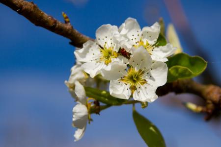 梨子, 开花, 绽放, 梨花, 自然, 春天, 花序