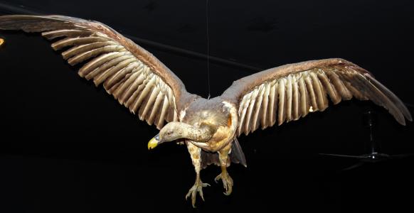 鹰, 鸟的猎物, 博物馆, 自然历史, 维罗纳
