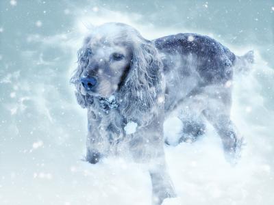 狗, 美国可卡犬, 冬天, 雪落, 感冒, 哺乳动物, 宠物