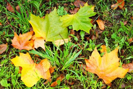 秋天的落叶, 叶子, 五颜六色的树叶, 秋天, 秋天的颜色, 枫叶, 湿法