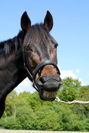 马, 笑, 动物, 幽默, 性格开朗, 很酷, 牙齿