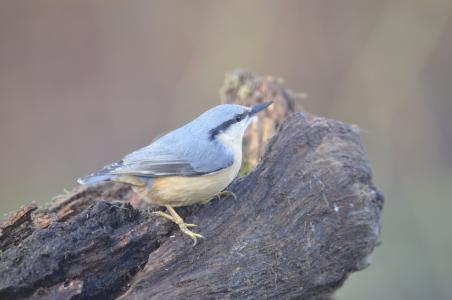 bluetit, 自然, 鸟
