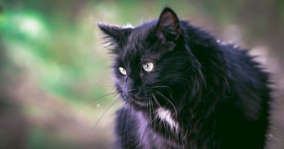 猫, 黑色, 黑猫, 动物, 自然, 野猫, 猫的眼睛