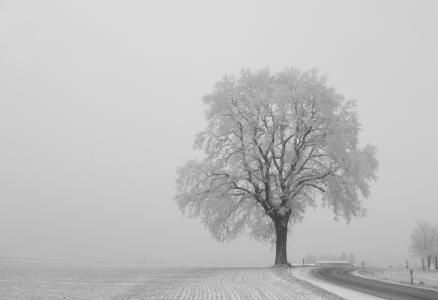 树, 冬天, 单独地, 景观, 走了, 寒冷, 自然