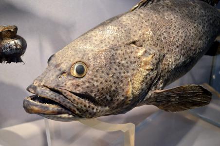 鱼, 脸上, 鱼脸, 动物, 动物标本剥制术, 显示, 博物馆