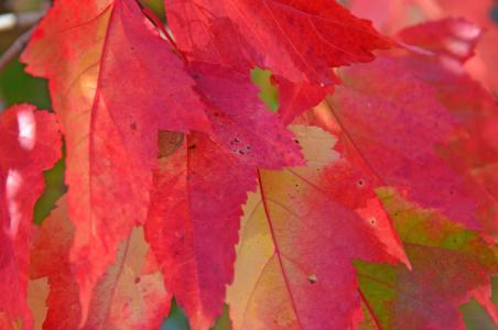 秋天, 叶子, 森林, 红色, 光