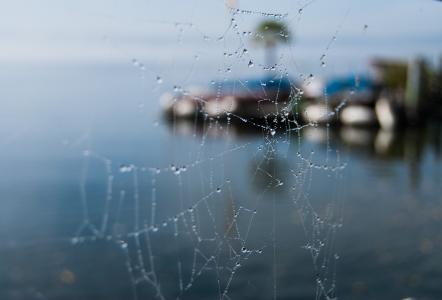 蜘蛛网, 露珠, 水, 康斯坦茨湖, 蜘蛛网, 滴灌, 蜘蛛网
