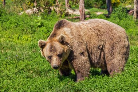 灰熊, 熊, 绿色, 草, 字段, 自然, 棕色的熊