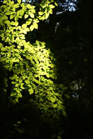 植物区系, 自然, 叶子, 山毛榉, 光, 回光, 绿色