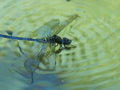 蜻蜓, 蓝蜻蜓, aeshna 竹, 水, 淹死, 池塘