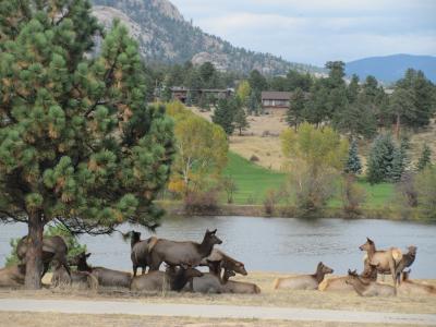 麋鹿, 野生动物, 自然, 科罗拉多州, 公园, 山脉, 埃斯蒂斯帕克