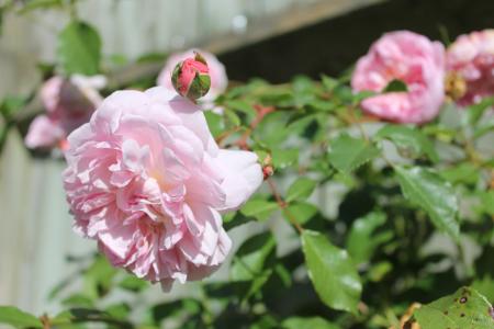 粉红玫瑰, 玫瑰花丛, 春天, 花, 花园, 户外, 自然