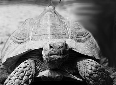 海龟, 动物, 灰色, 黑色和白色, 动物园, 希腊龟, 巨龟