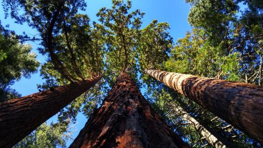 赤褐色附近的巨型红杉林, 加利福尼亚州, 树木, 松树, 参天大树, 红杉资本, 森林