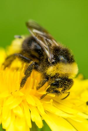 蜜蜂, 授粉, 开花, 绽放, 宏观, 蒲公英