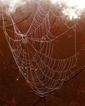 蛛形纲动物, 分支机构, 特写, 蜘蛛网, 令人毛骨悚然, 露水, 滴眼液