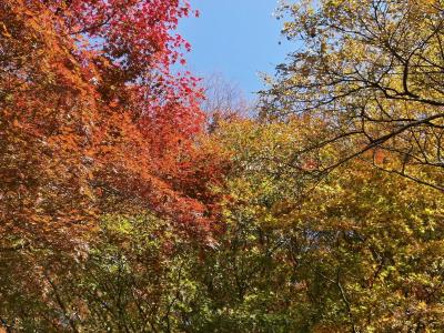 秋天, 秋天的叶子, 多彩, 伍兹, 森林, 植物园