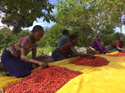 埃塞俄比亚, 咖啡, 农场, 人, 市场, 出售, 水果