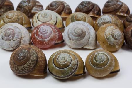 蜗牛壳, arianta arbustorum, schalenweichtiere, 爬行动物, 软体动物, 蜗牛, 模式
