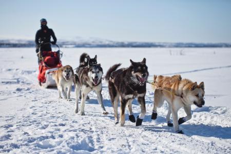 狗, 雪橇, 团队, 雪橇, 团队合作, 冬天, 雪