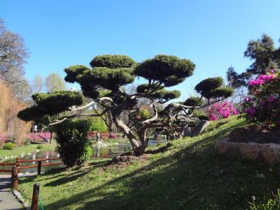 日本树, 日本花园, 布宜诺斯艾利斯