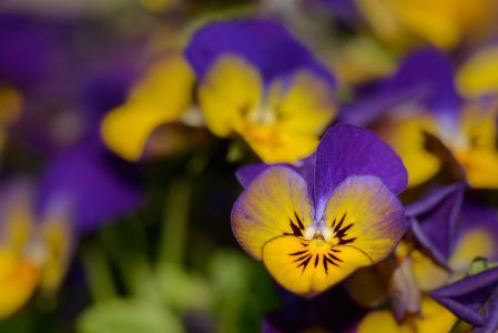 三色堇, 紫罗兰类, 花, 紫罗兰色, 绽放, 春天, 关闭
