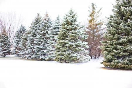 松树, 常青树, 松树上的雪, 冬天, 雪, 树, 分公司