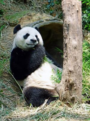熊猫, 濒临灭绝, 罕见, 保护, 竹, 国宝, 动物园