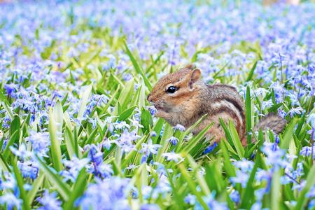 花栗鼠, 春天, 字段, 草甸, 花, 紫色, 蓝色