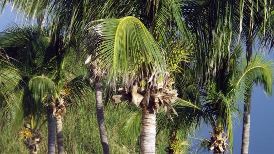 棕榈树, 拉斯帕尔马斯, 旅游, 海滩, 游泳池, 酒店, 视图
