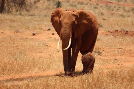 大象, 幼崽, 肯尼亚, 察沃, 野生动物园, 非洲, 野生动物