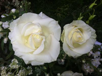 玫瑰, 白色, 花, 浪漫, 爱, 浪漫