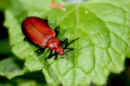 昆虫, bug, 红色, 有毛, 自然, 甲虫, 叶