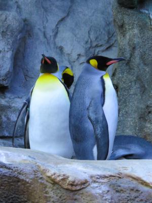 国王企鹅, 企鹅, 卡尔加里动物园