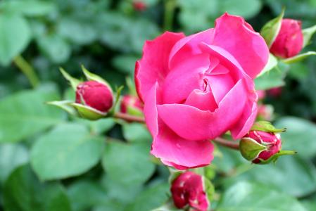 花, 绽放, 粉红色的玫瑰
