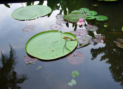 斯里兰卡, 盆地, 莲花, 水, 几点思考, 仍然水, 水百合