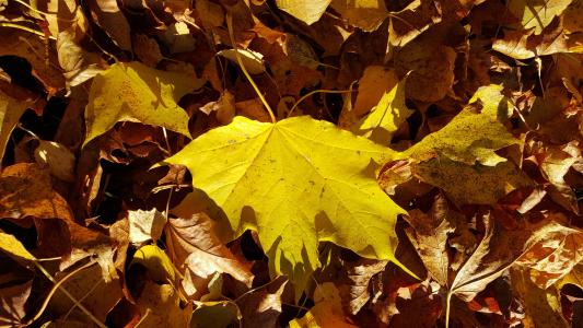 秋天, 叶, 自然, 黄色, 棕色