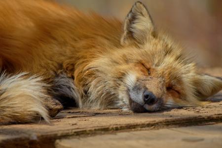 狐狸, 日本, 枣林, 枣林狐狸村庄, 动物, 她熟睡的脸, 可爱