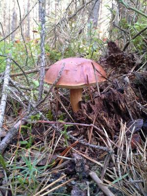 蘑菇, 森林, 板栗牛, 秋天