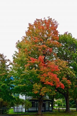 秋天, 叶子, 红色, 叶子, 落叶, 自然, 令人惊叹